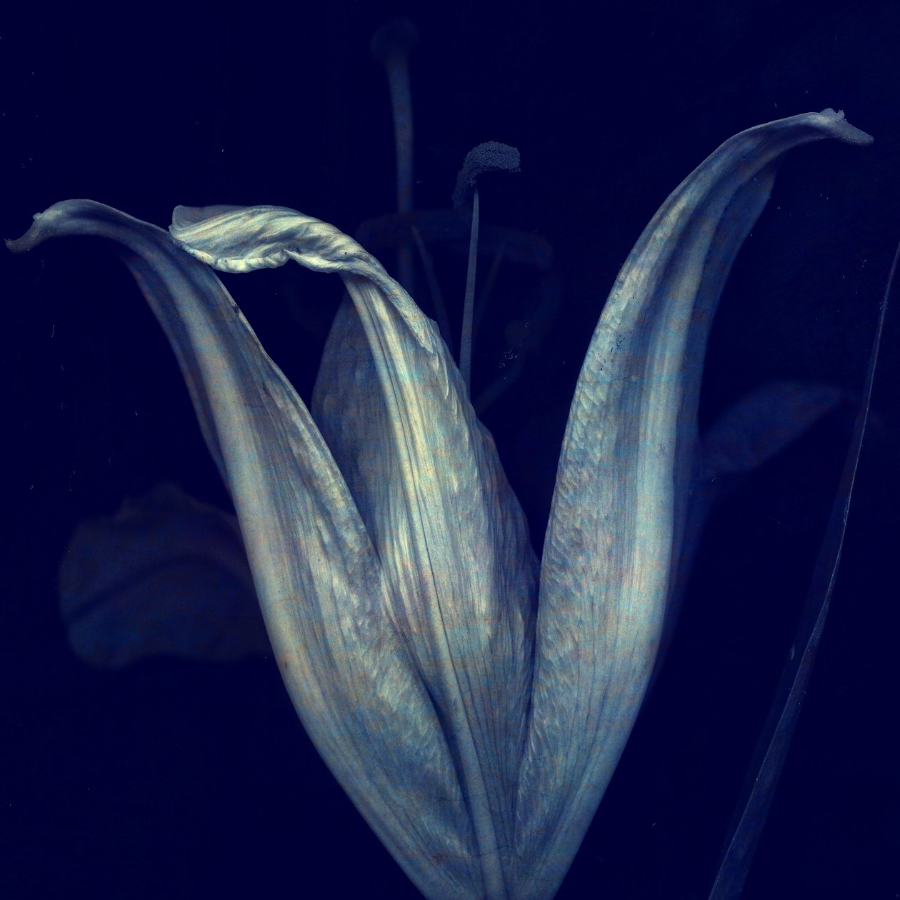 Lily 1, 2018 (digitaalinen valokuvataide) tekijältä Johan Lilja