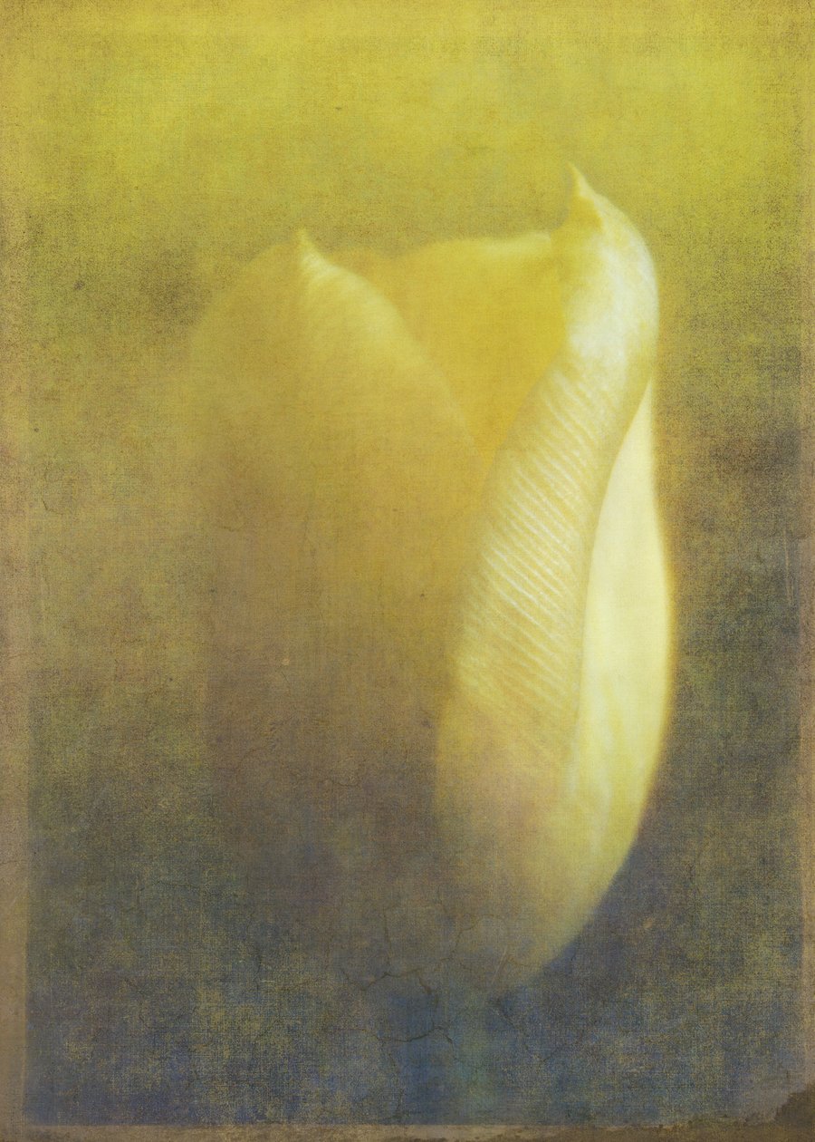 Tulppaani, 2015 (digitaalinen valokuvataide) tekijältä Johan Lilja
