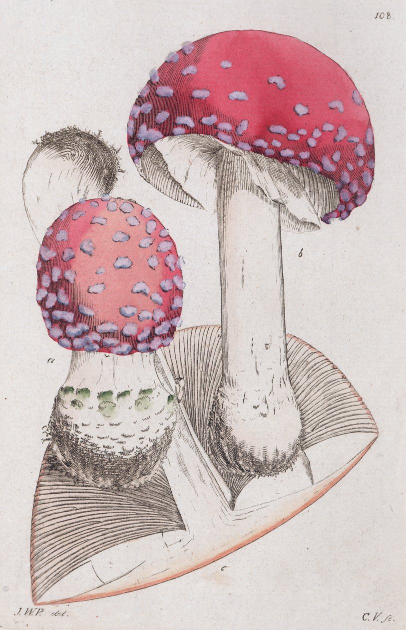 Amanita muscaria, 1804-1811 tekijältä Johan Wilhelm Palmstruch
