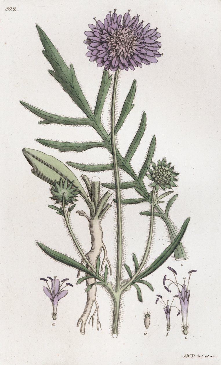 Scabius Knautia arvensis, 1804-1811 tekijältä Johan Wilhelm Palmstruch