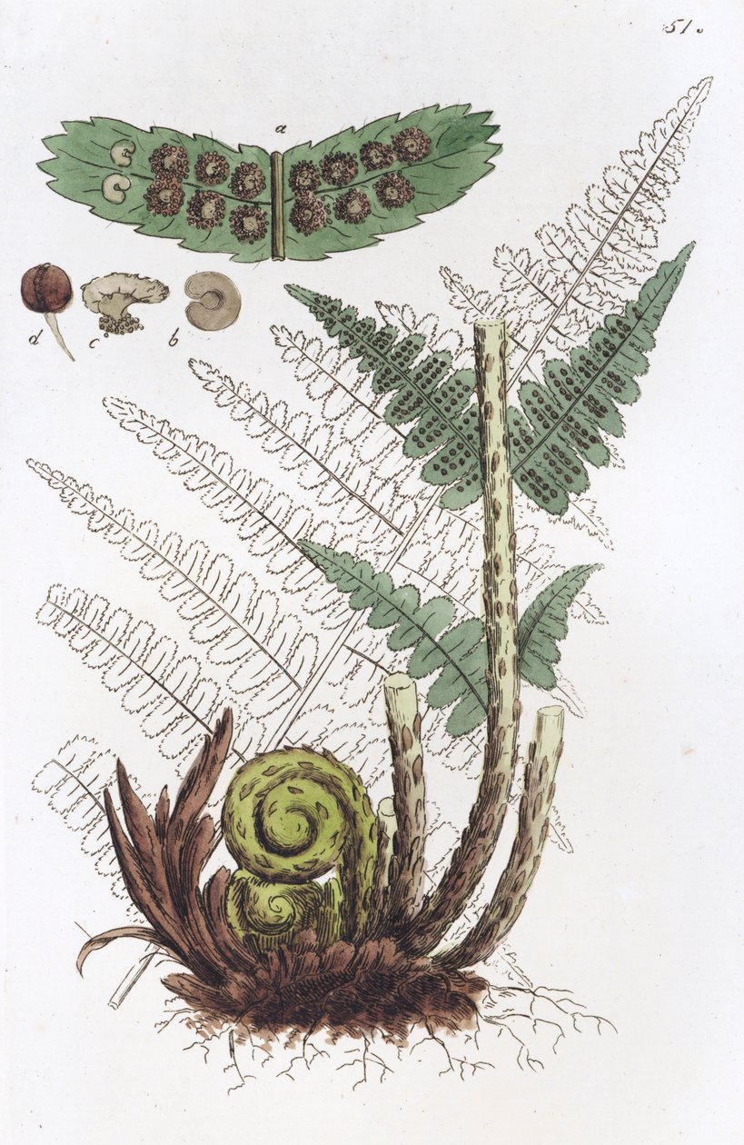 Urosfern Dryopteris filix-mas, 1804-1811 tekijältä Johan Wilhelm Palmstruch