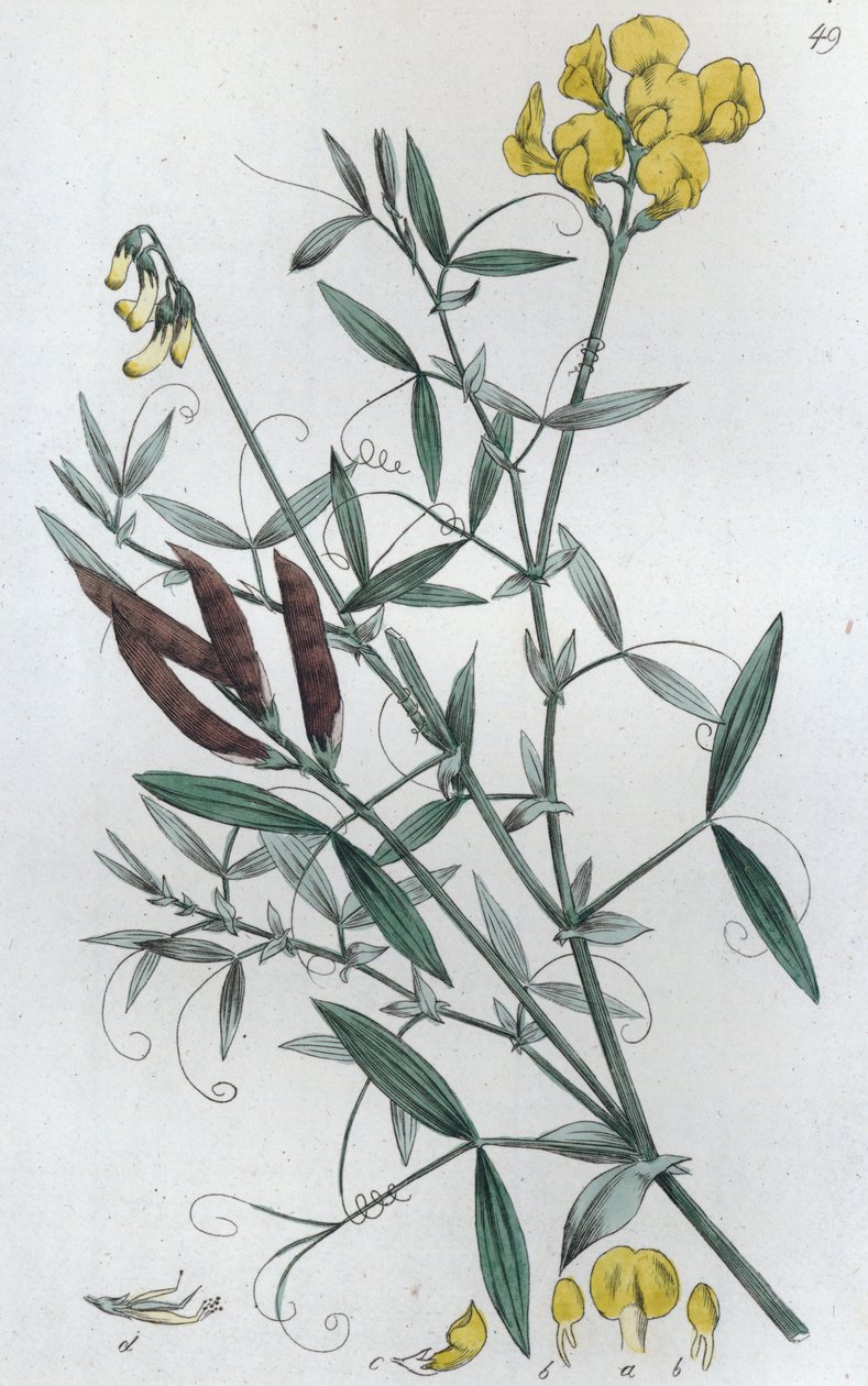 Meadow Vetchling Lathyrus pratensis, 1804-1811 tekijältä Johan Wilhelm Palmstruch