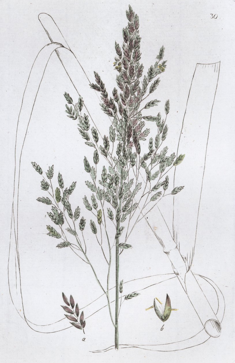 Reed Sweet Grass Poa aquatica, 1804-1811 tekijältä Johan Wilhelm Palmstruch