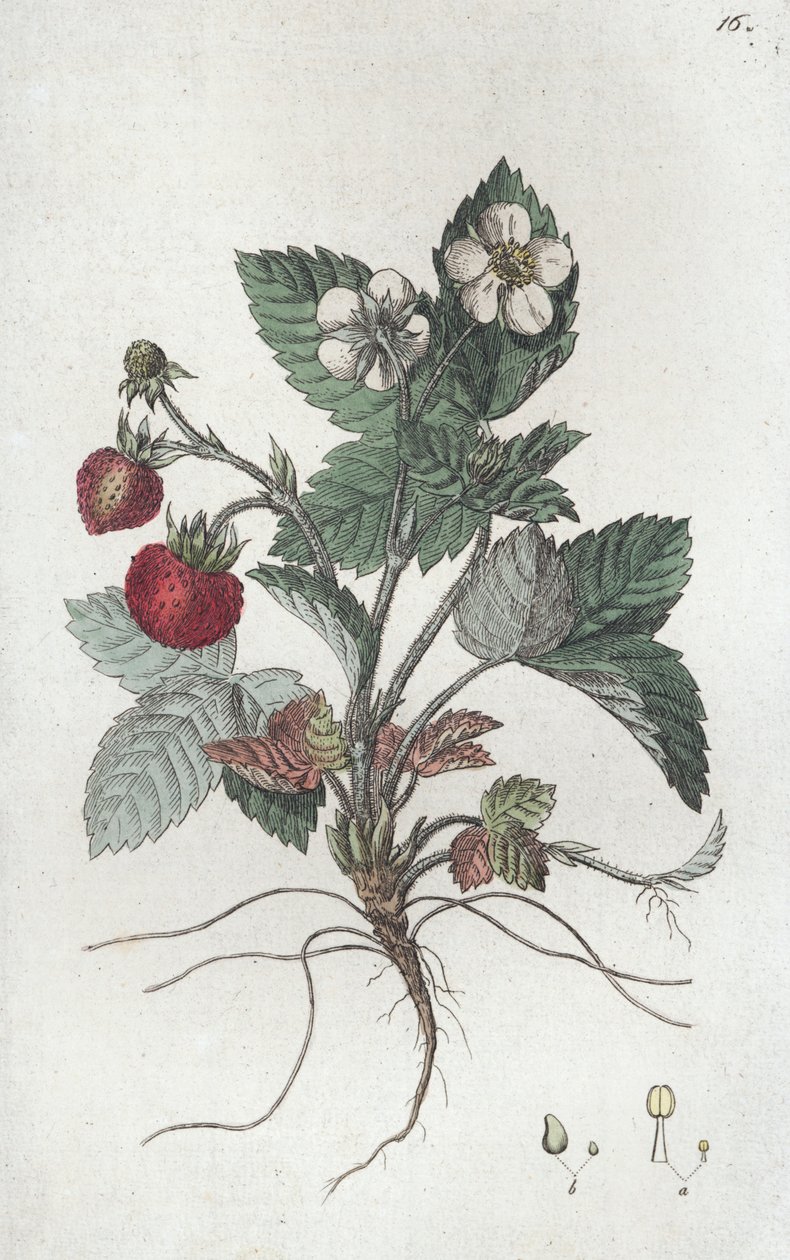 Villimansikka Fragaria vesca, 1804-1811 tekijältä Johan Wilhelm Palmstruch