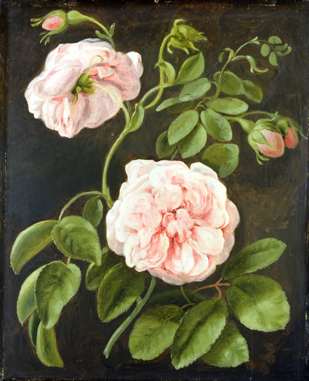 Kukkatutkimus tekijältä Johann Friedrich August Tischbein