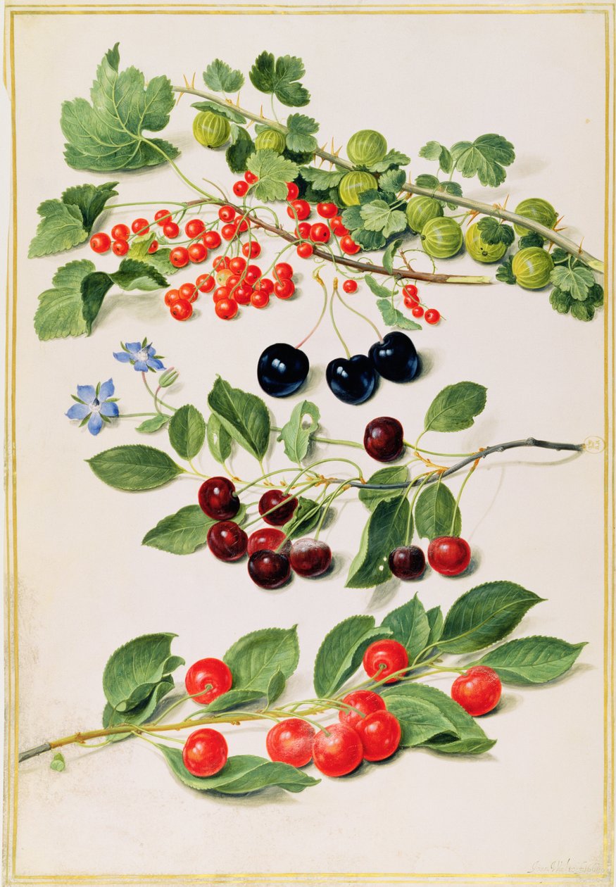 Karviaiset, kirsikat ja punaherukat, 1661 tekijältä Johann Jakob Walther