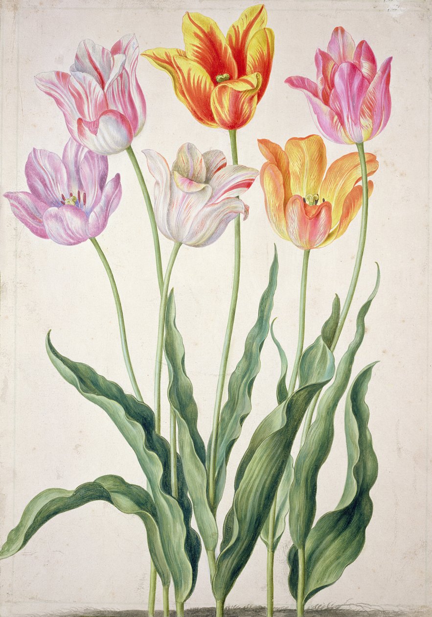 Tulppaanit "Nassau Florilegiumista" tekijältä Johann Jakob Walther