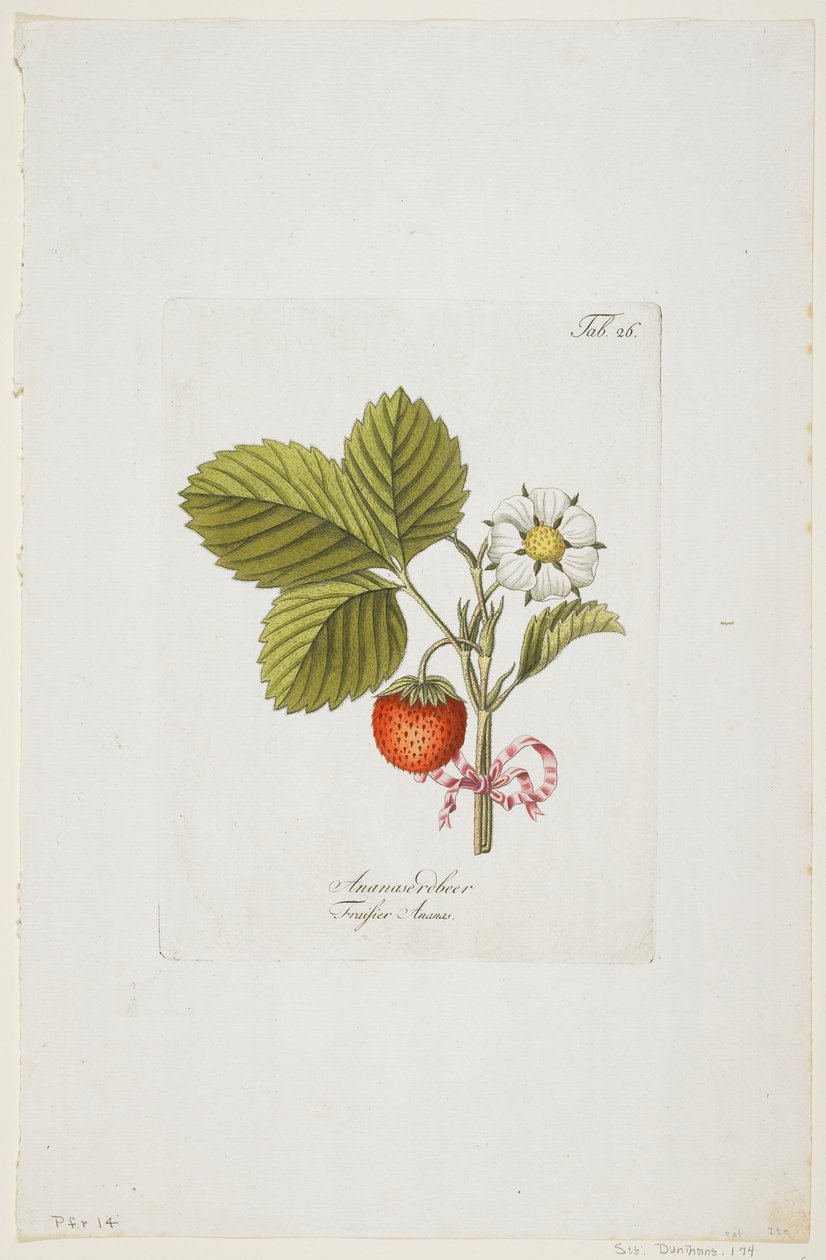 Ananaseroolut 