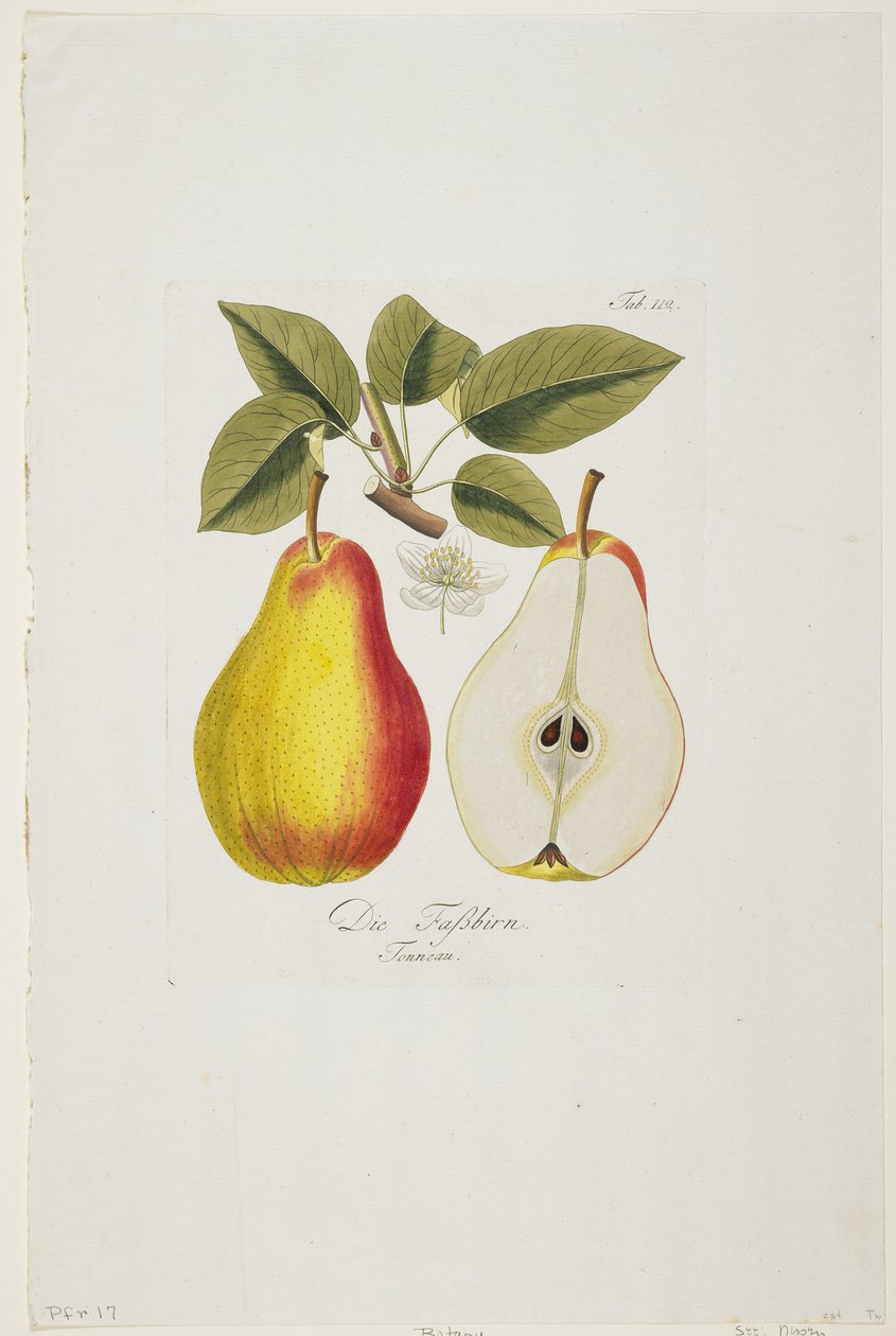 Die Fassbirn teoksesta "Pomona Austriaca, ou Arbres Fruitiers D