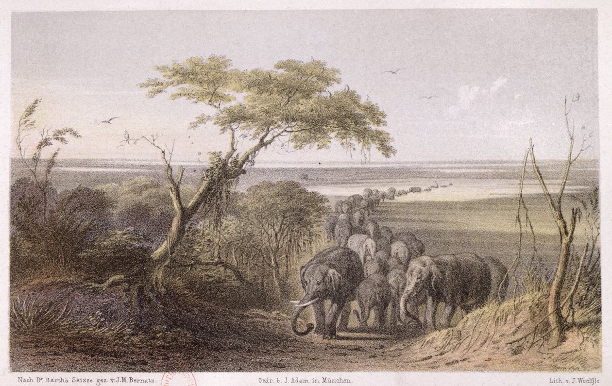 Elefanttilauma Tšadin rajalla, Heinrich Barthin (1821-65) teoksesta "Travels and Discoveries in North and Central Africa", J. Woelflen kaiverrus, julkaistu 1857 (värikaiverrus) tekijältä Johann Martin Bernatz