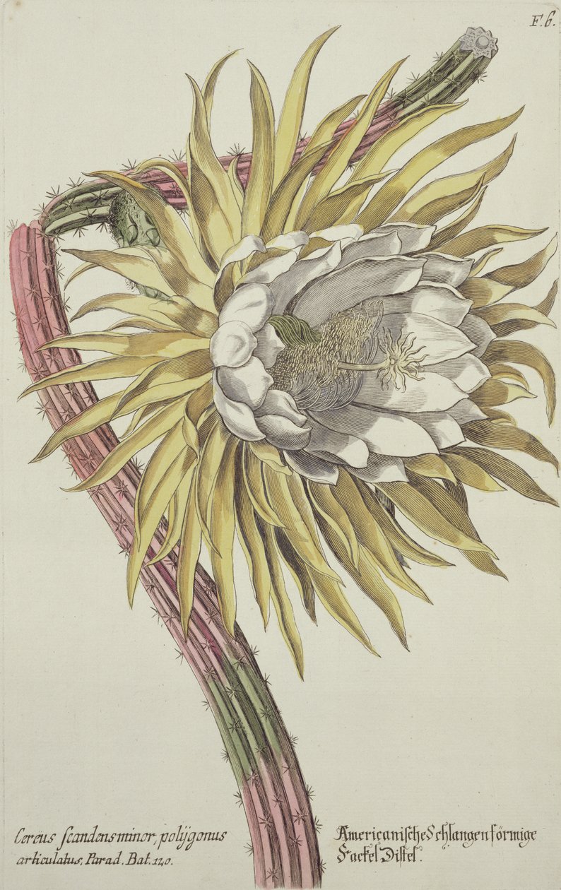 Cereus Scandens Minor Polygonus 