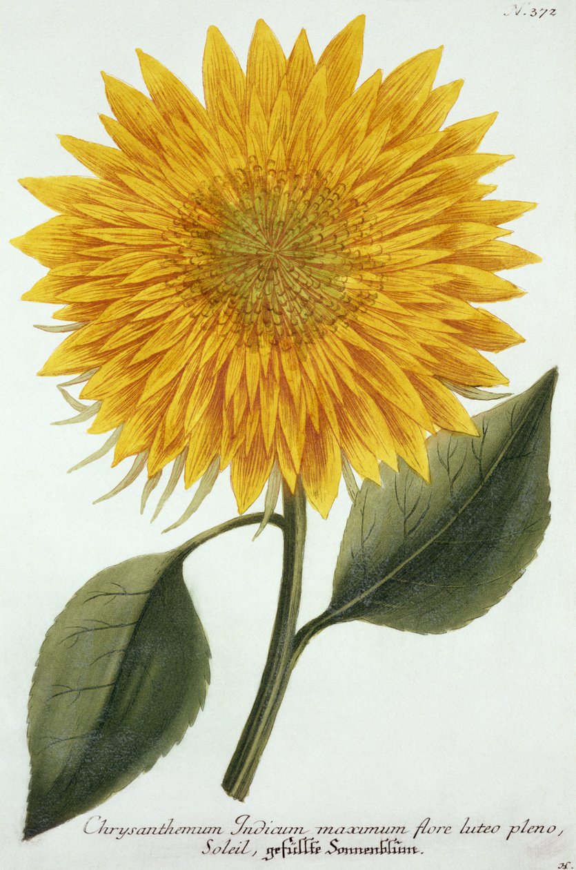 Chrysanthemum Indicum 