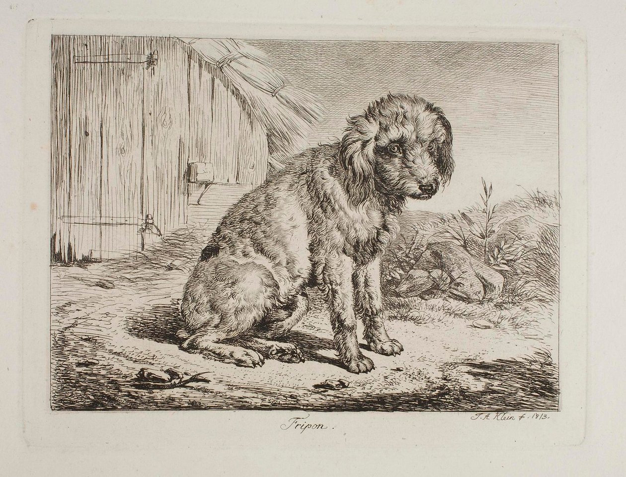 Villakoira Fripon tekijältä Johann Adam Klein