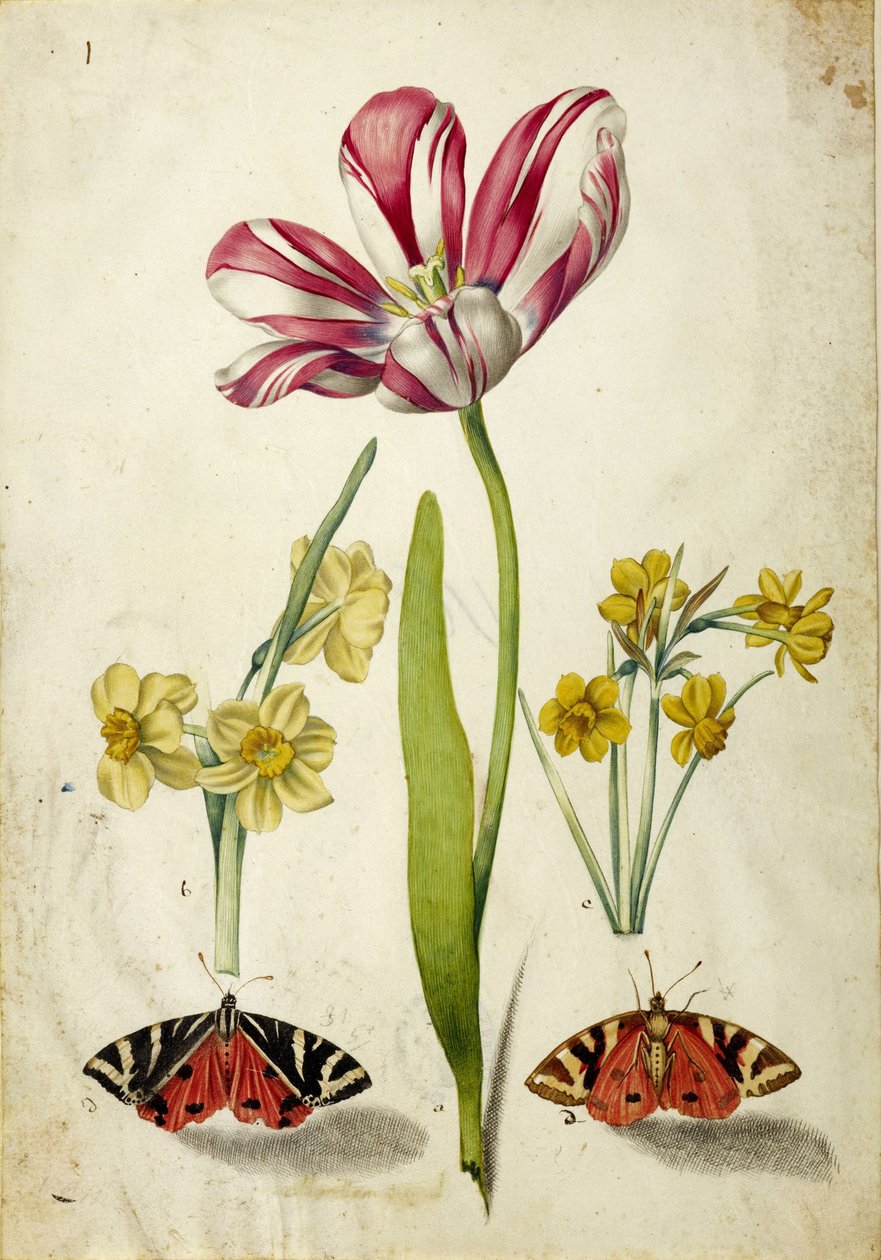 Tulppaani, narsissi ja perhoset, n. 1660. tekijältä Johann Bartholomäus Braun