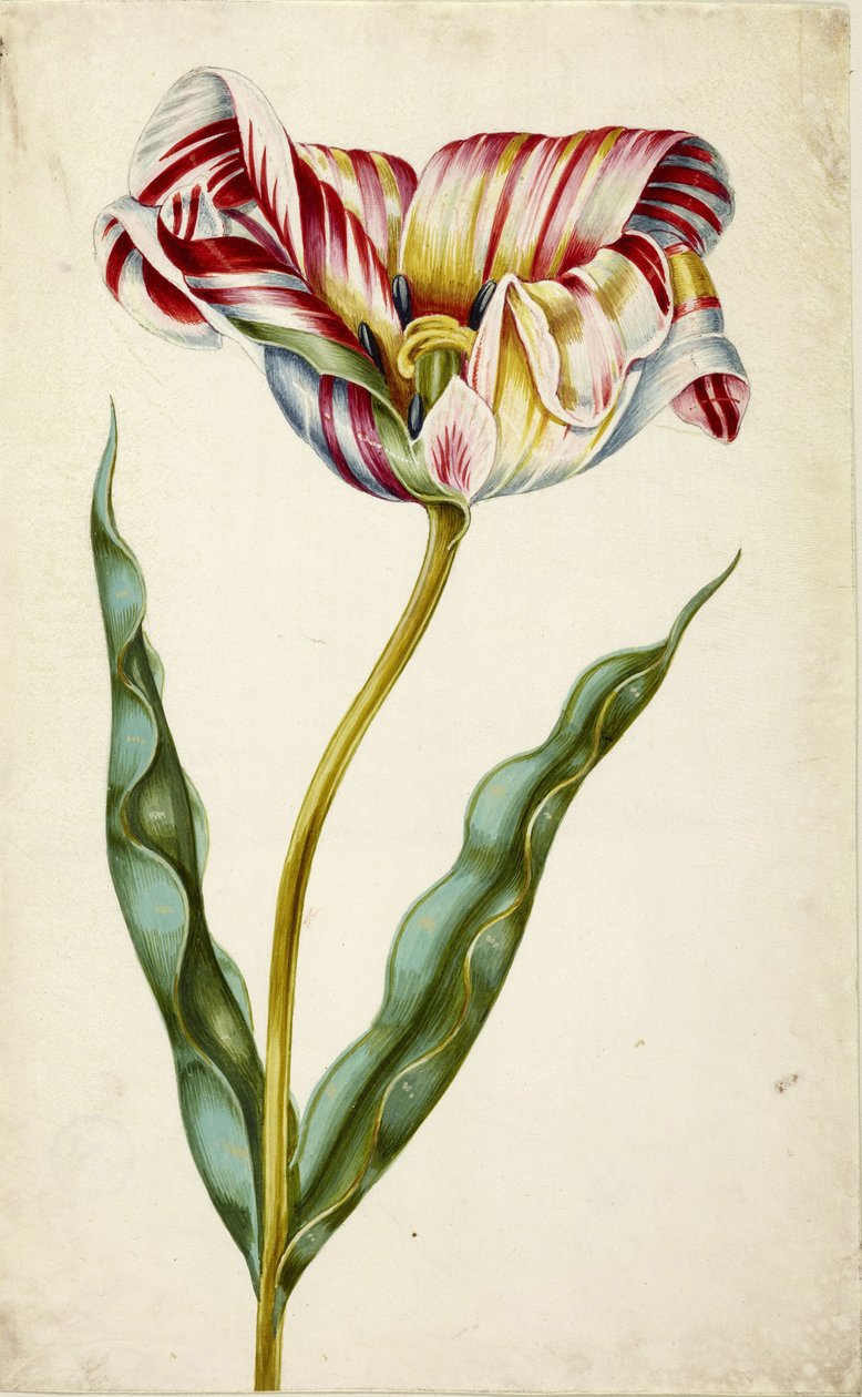 Tulppaani, c. 1660. tekijältä Johann Bartholomäus Braun