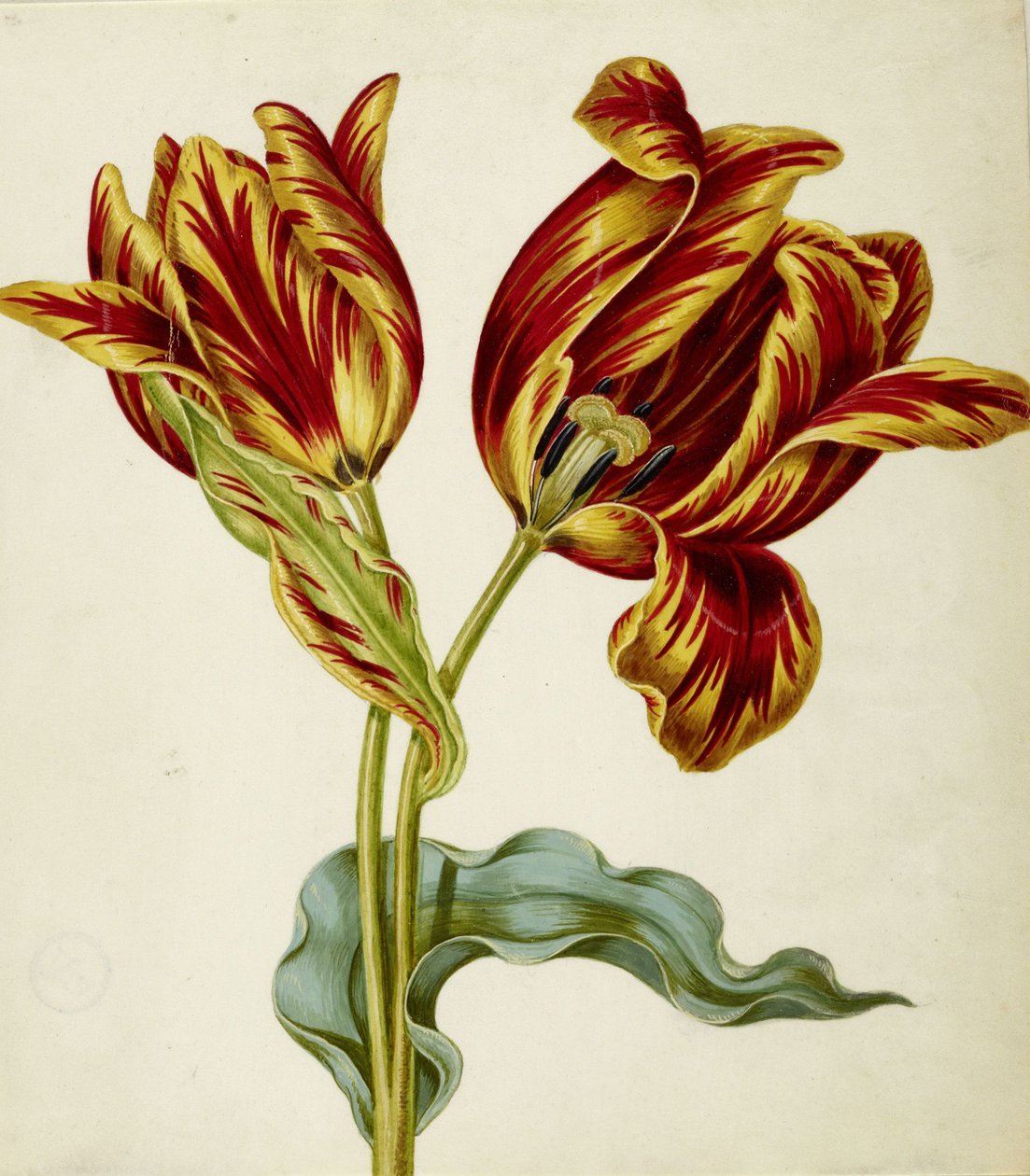 Tulppaani, c. 1660. tekijältä Johann Bartholomäus Braun