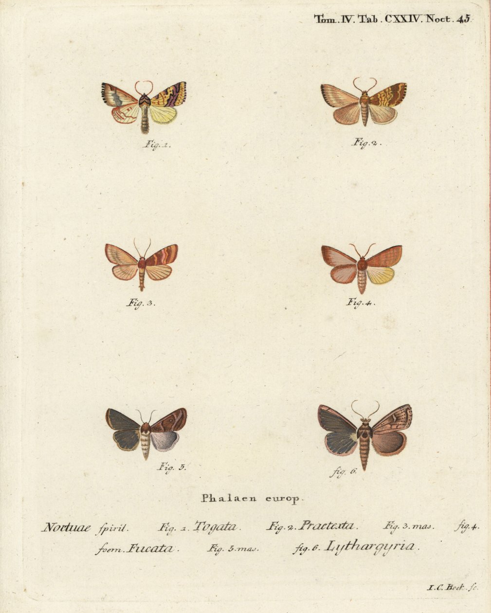 Tileacea aurago 1-4 ja Mythimna ferrago 5,6. Johann Carl Bockin käsin värjätty kuparikaiverrus Eugenius Johann Christoph Esperin teoksen Die Schmetterlinge in Abbildungen nach der Natur, Erlangen, mukaan. tekijältä Johann Carl Bock