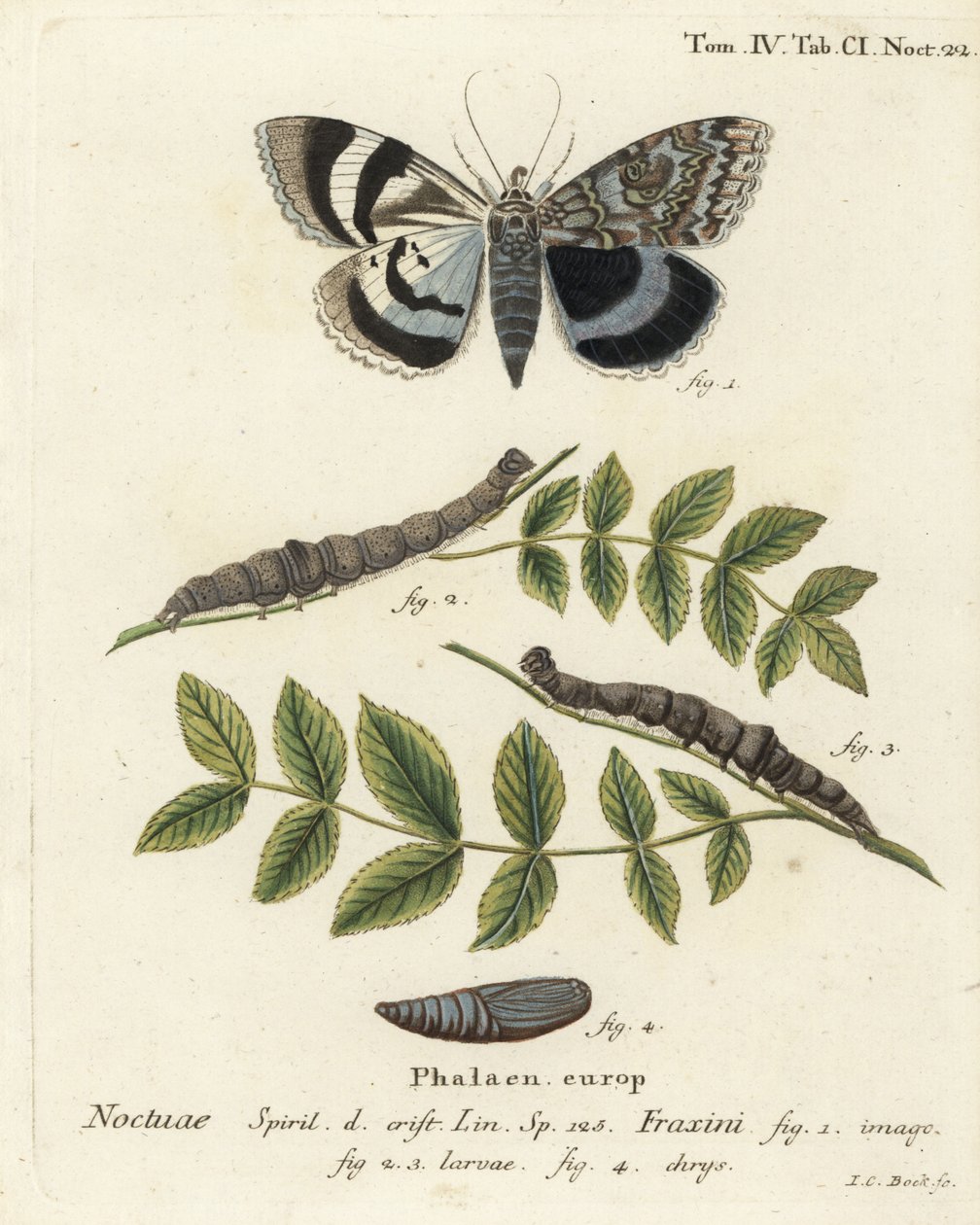 Sininen alussiipikoi tai Clifden nonpareil, Catocala fraxini. Johann Carl Bockin käsinvärinen kuparikaiverrus Eugenius Johann Christoph Esperin Perhoset kuvituksessa luonnosta, Erlangen tekijältä Johann Carl Bock
