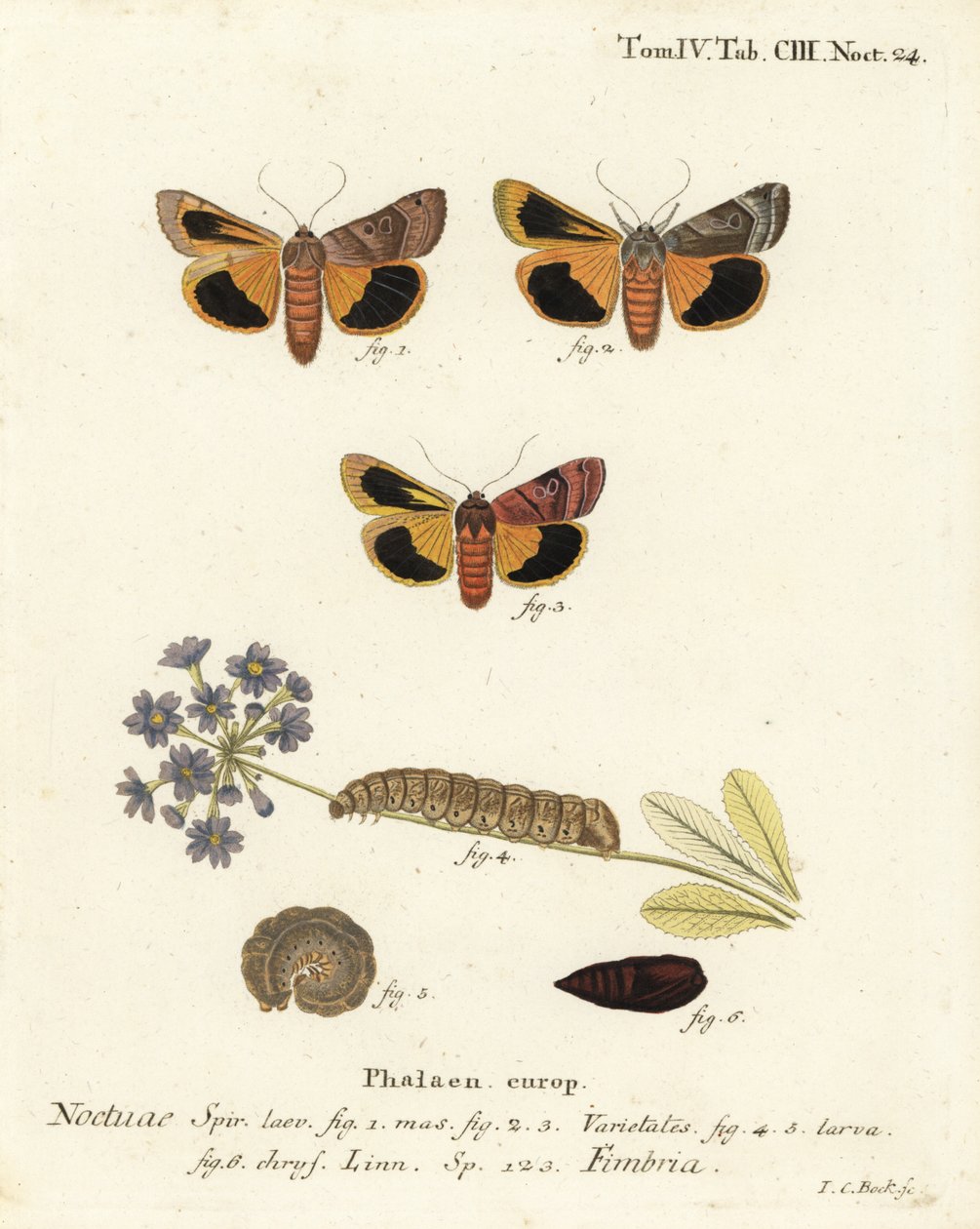Leveäreunainen keltainen alussiipi, Noctua fimbriata. Johann Carl Bockin käsinvärinen kuparikaiverrus Eugenius Johann Christoph Esperin Perhoset kuvituksessa luonnosta, Erlangen tekijältä Johann Carl Bock
