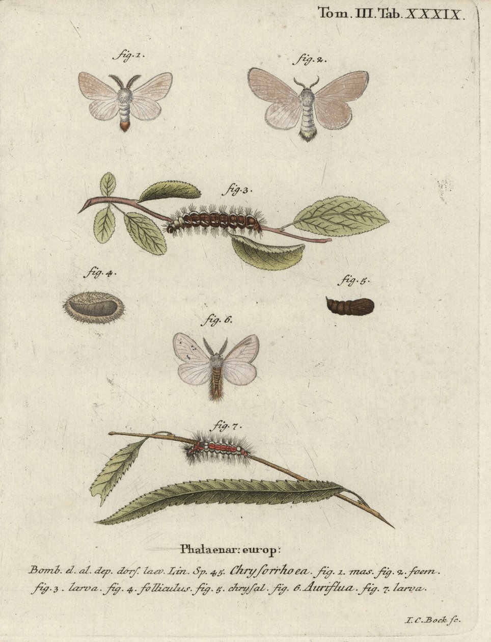 Ruskeahäntäkoi, Euproctis chrysorrhoea. tekijältä Johann Carl Bock