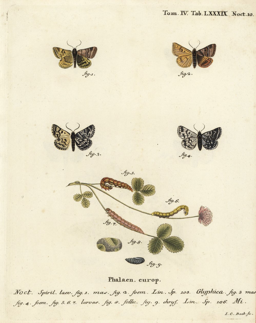 Festoon witaBurnet -koi, Euclidia glyphica 1,2, ja Mother Shipton koi, Euclidia mi, 3-9. Johann Carl Bockin käsinvärinen kuparikaiverrus Eugenius Johann Christoph Esperin Perhoset luonnossa kuvissa, Erlangenh Medicin vaakuna, luultavasti 1648. tekijältä Johann Carl Bock