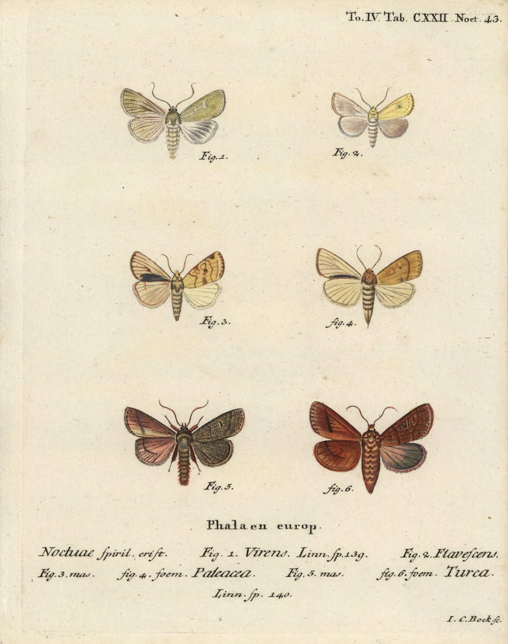 Burreninvihreä, Calamia tridens 1, kalpea, Xanthia icteritia 2, kulmaraitainen kalkki, Enargia paleacea 3,4 ja kaksoisviiva, Mythimna turca 5,6. Johann Carl Bockin käsinvärinen kuparikaiverrus Eugenius Johann Christoph Esperin Die Schmetterlingen mukaan tekijältä Johann Carl Bock