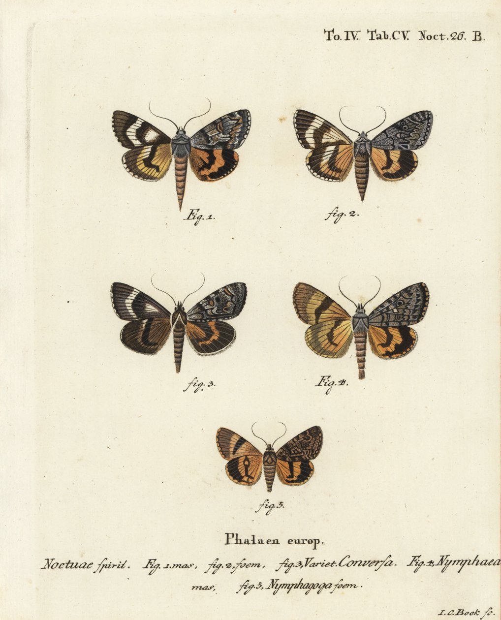 Catocala conversa 1-3, Catocala nymphaea 4 ja tammenkeltainen alussiipi, Catocala nymphagoga 5. Johann Carl Bockin käsinvärinen kuparikaiverrus Eugenius Johann Christoph Esperin Perhoset kuvituksessa luonnon jäljillä, Erlangen tekijältä Johann Carl Bock