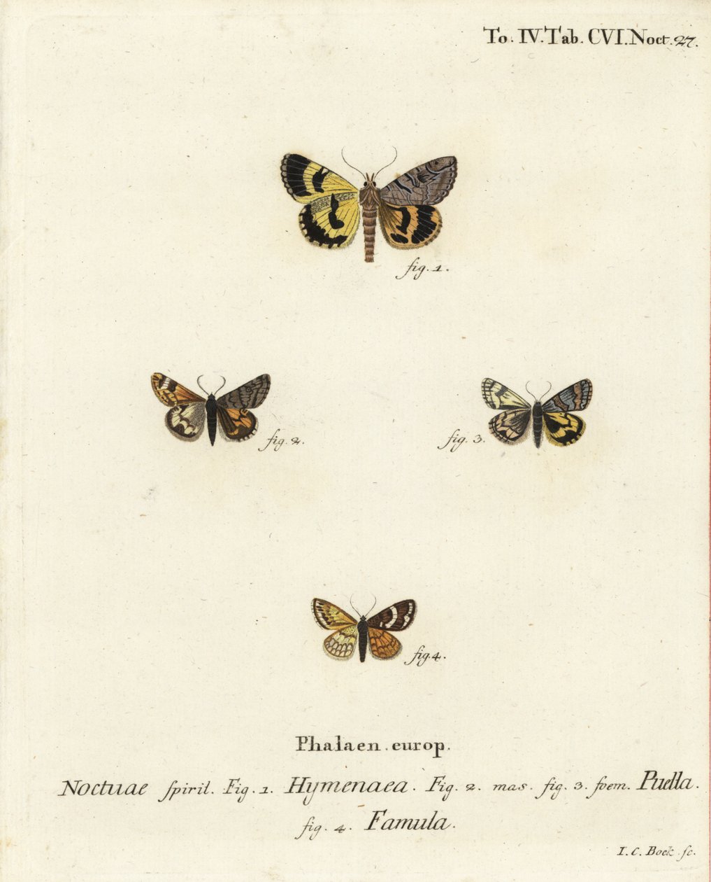Catocala hymenaea 1, Amerila puella 2,3 ja Isturgia famula koit 4. Johann Carl Bockin käsinvärinen kuparikaiverrus Eugenius Johann Christoph Esperin Perhoset kuvissa luonnosta, Erlangen tekijältä Johann Carl Bock