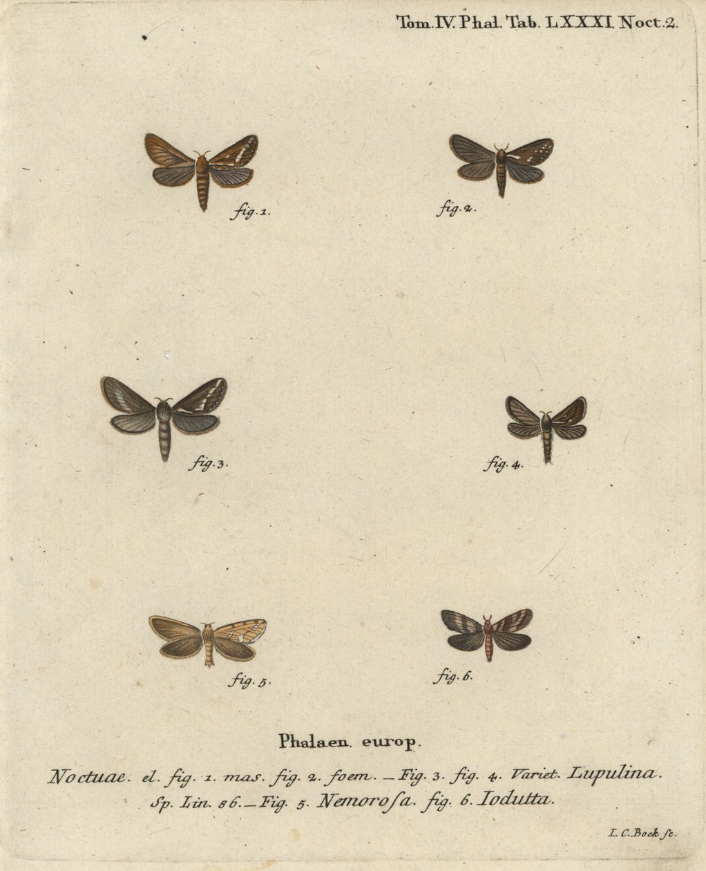 Koirakko, Korscheltellus lupulina 1-4, kultasirkka, Phymatopus hecta 5 ja Pharmacis carna 6. Johann Carl Bockin käsinvärinen kuparikaiverrus Eugenius Johann Christoph Esperin Perhoset luonnossa, Erlangenin mukaan tekijältä Johann Carl Bock