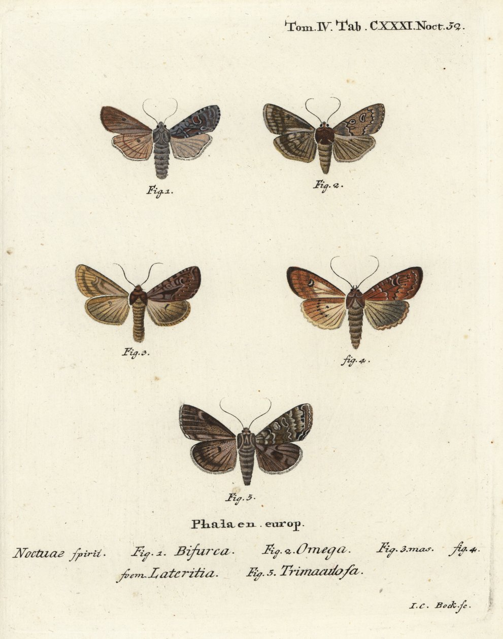 Conformist, Lithophane furcifera 1, kaksoisnukki, Graphiphora augur 2, niukka brindle, Apamea lateritia 3,4 ja hopeakaarit, Polia hepatica 5. tekijältä Johann Carl Bock