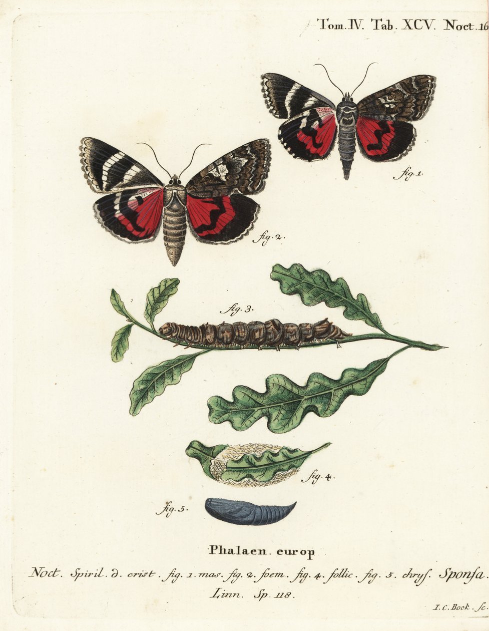Tummanpunainen alussiipi, Catocala sponsa. Johann Carl Bockin käsinvärinen kuparikaiverrus Eugenius Johann Christoph Esperin Die Schmetterlingen mukaan Abbildungen nach der Natur, Erlangen tekijältä Johann Carl Bock