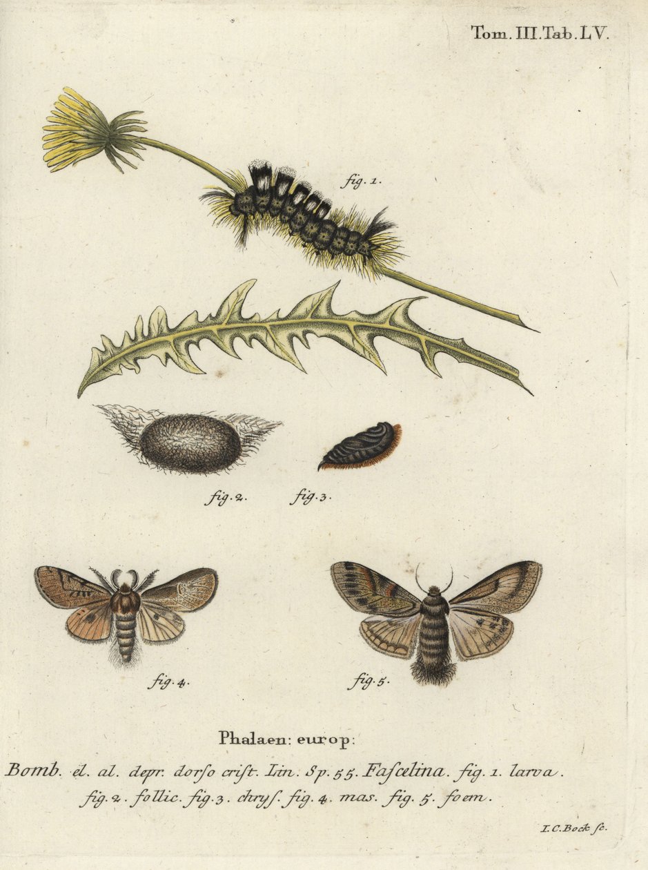Tumma tuska, Dicallomera fascialina. tekijältä Johann Carl Bock