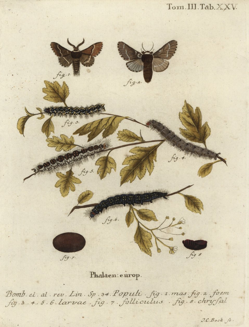 Joulukuukoi, Poecilocampa populi. tekijältä Johann Carl Bock