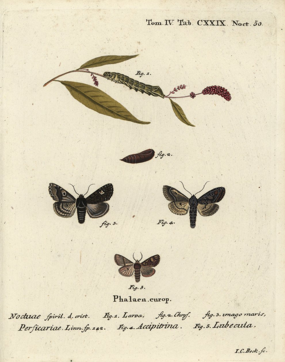 Piste, Melanchra persicariae 1-4 ja Dryobota labecula 5. Johann Carl Bockin käsinvärinen kuparikaiverrus Eugenius Johann Christoph Esperin Die Schmetterlingen mukaan Abbildungen nach der Natur, Erlangen tekijältä Johann Carl Bock