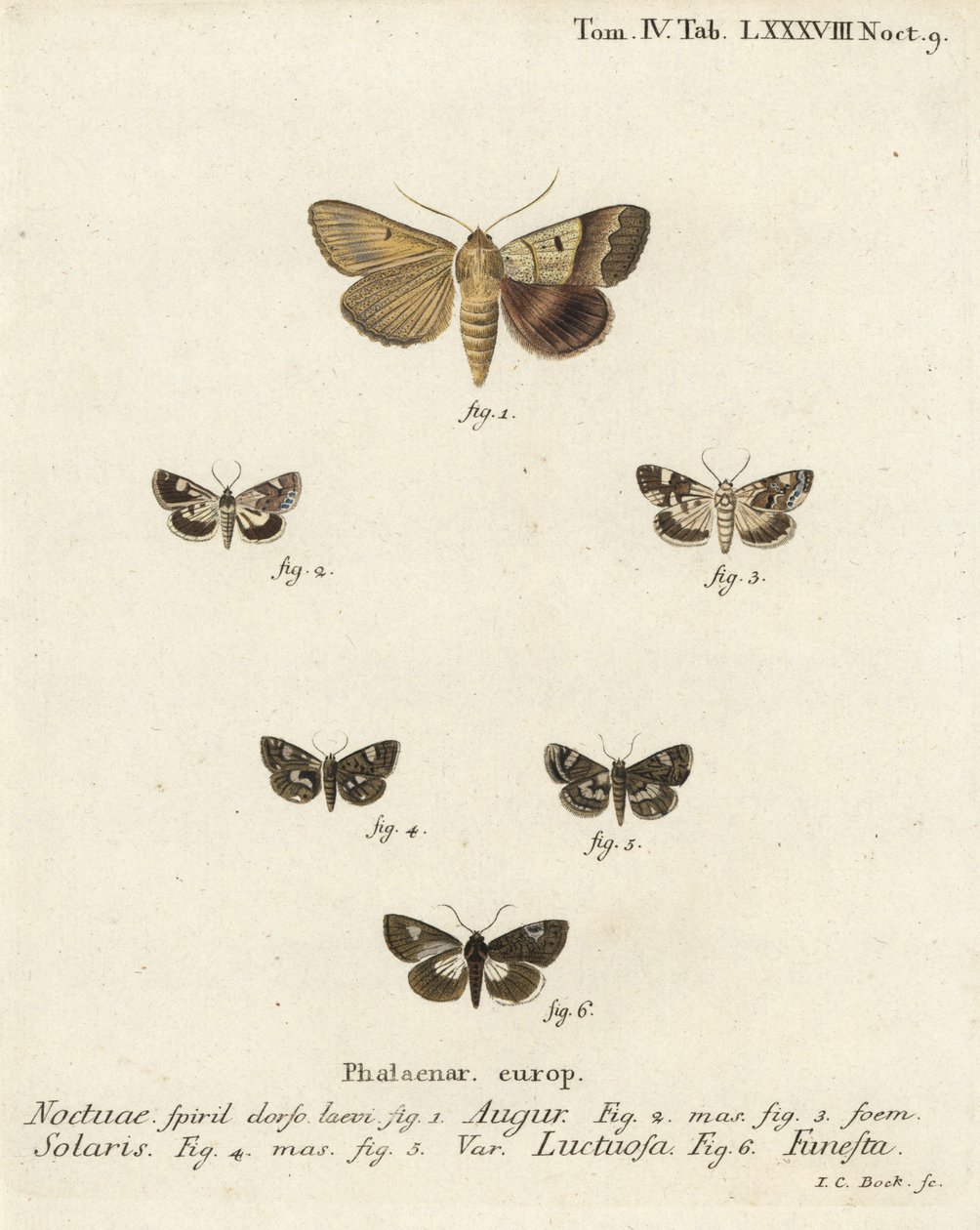 Kaksinkertainen tikka tai ennustaja, Graphiphora augur 1, vaalea olkapää, Acontia lucida 2,3, nelitäpläkoi, Tyta luctuosa 4,5 ja druidikoi, Aedia funesta 6. Johann Carl Bockin käsinvärinen kuparikaiverrus Eugenius Es Johann Christo Diephin mukaan tekijältä Johann Carl Bock