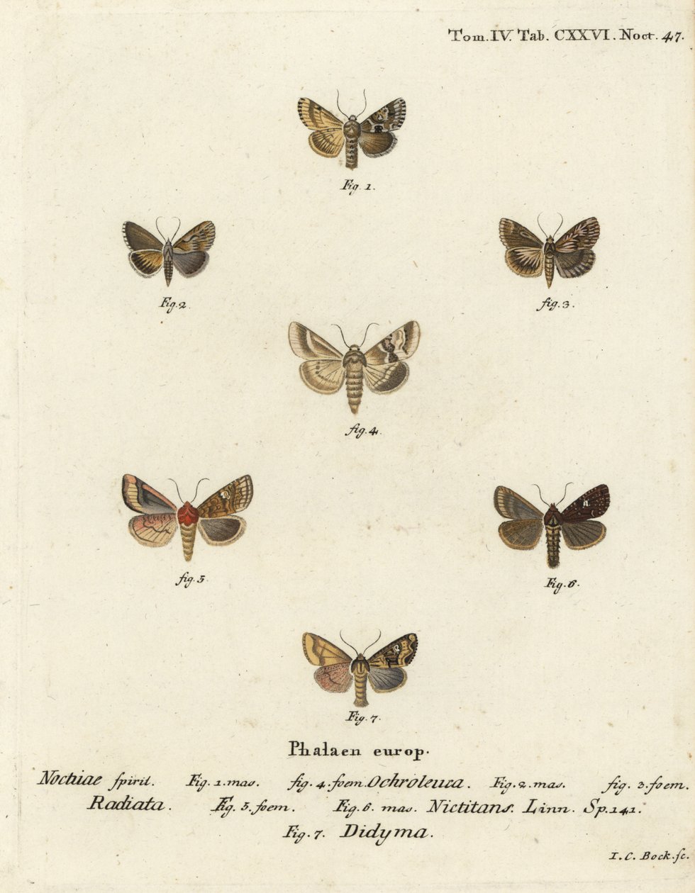 Dusky Sallow, Eremobia ochroleuca 1,4, Cynaeda dentalis 2,3, korvakoi, Amphipoea ocula 5,6 ja tavallinen rustiikki, Mesapamea secalis 7. Johann Carl Bockin käsinvärinen kuparikaiverrus Eugenius Johann Dieperlinge
