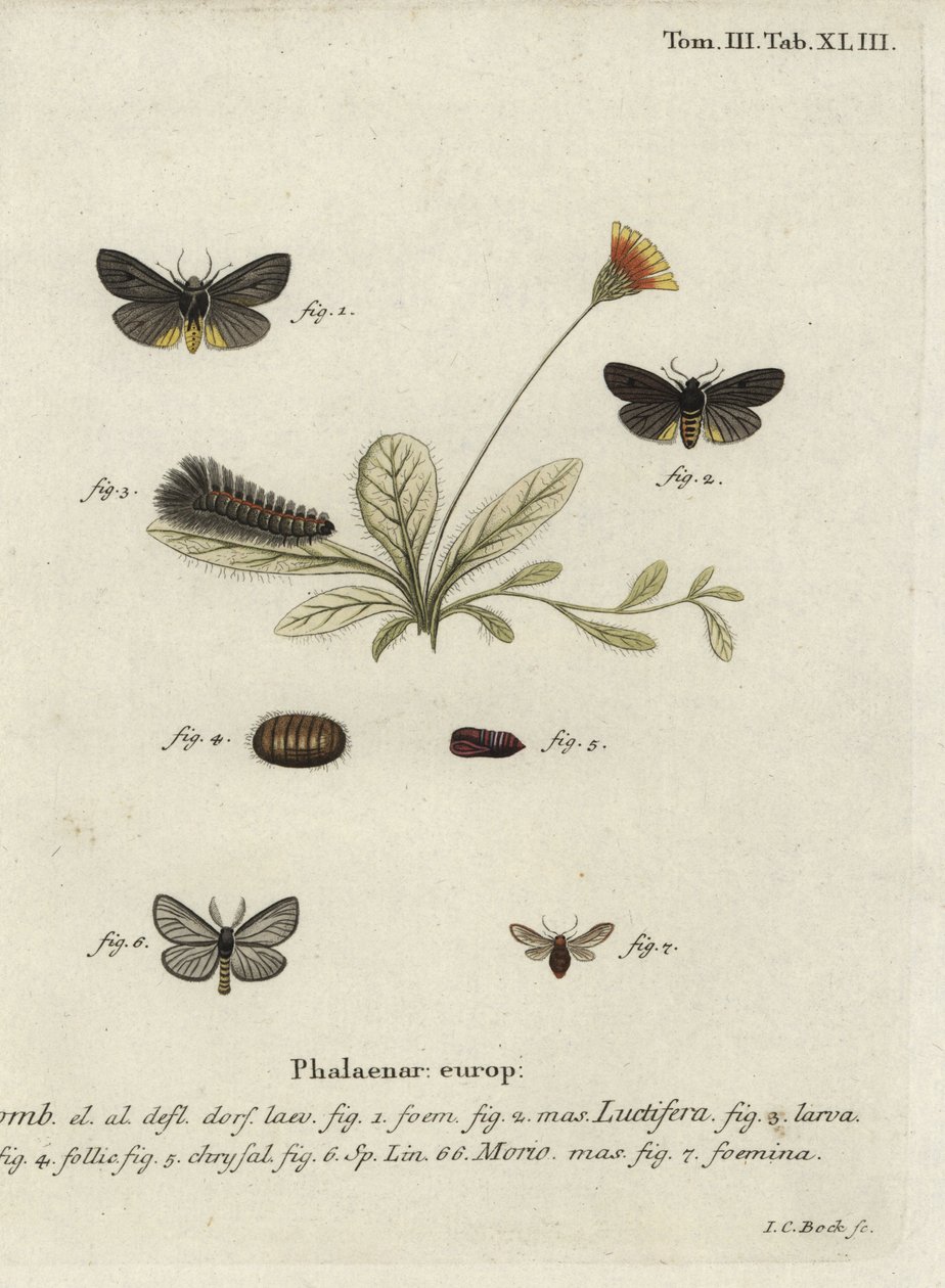 Epatolmis caesarea ja Penthophera morio -perhoset. tekijältä Johann Carl Bock