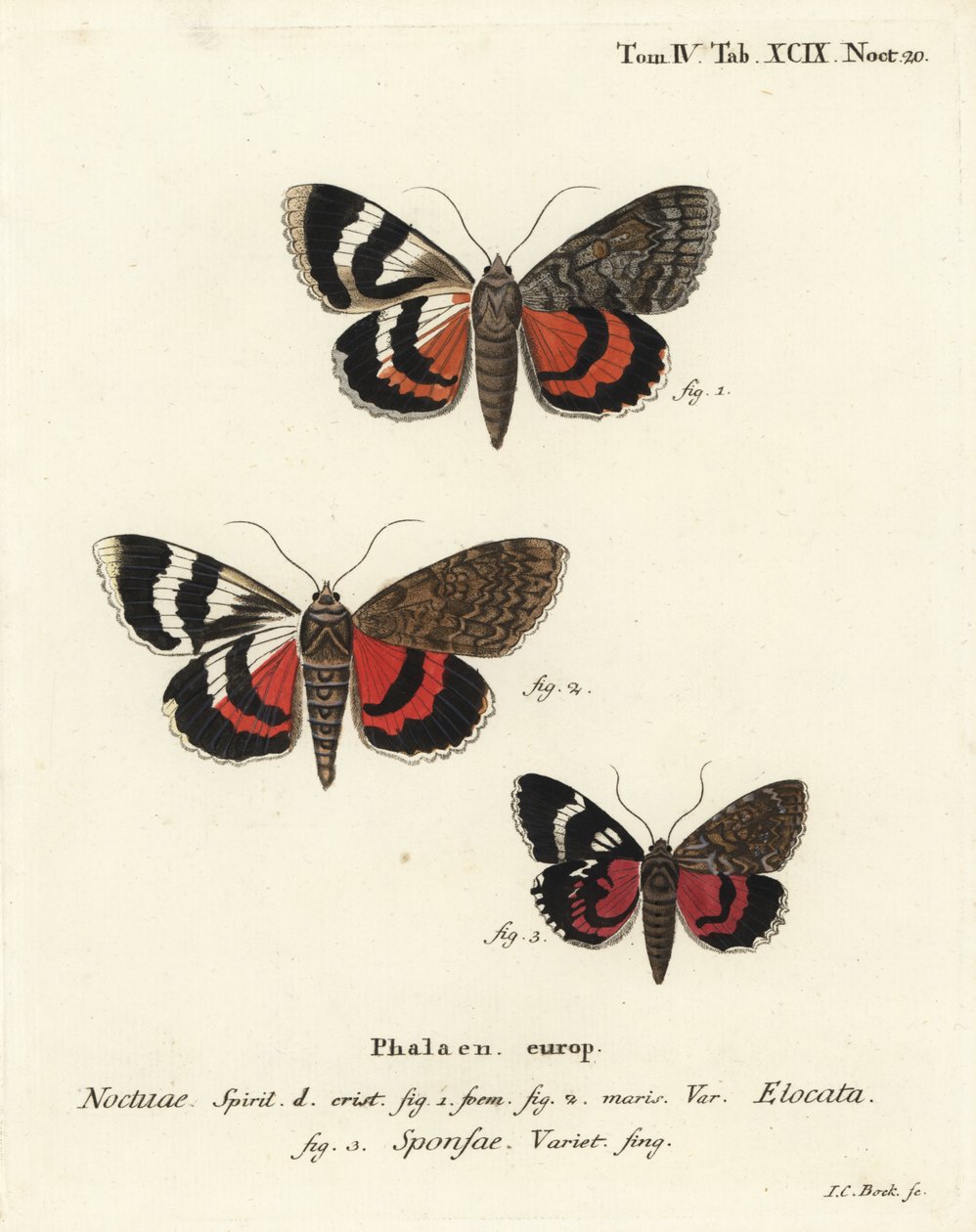 Ranskanpunainen alussiipi, Catocala elocata 1,2, ja tummanpunainen alussiipilaji, Catocala sponsa 3. Johann Carl Bockin käsinvärinen kuparikaiverrus Eugenius Johann Christoph Esperin Perhoset kuvituksessa luonnon mukaan, Erlangen tekijältä Johann Carl Bock