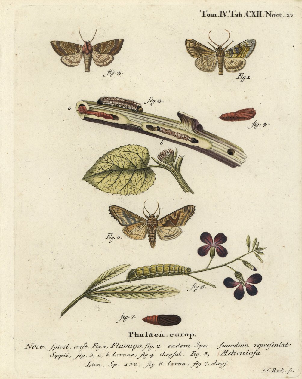 Hummettu oranssi koi, Gortyna flavago 1,2 ja kulmasävyt, Phlogophora meticulosa 3-7. Johann Carl Bockin käsinvärinen kuparikaiverrus Eugenius Johann Christoph Esperin Perhoset luontokuvissa, Erlangenin mukaan tekijältä Johann Carl Bock