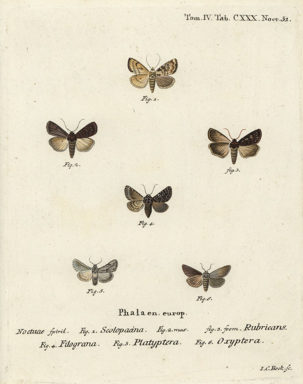 Garden dart, Euxoa nigricans 1-3, Hadena filograna 4, antirrhinum brocade, Calophasia platyptera 5, Simyra nervosa 6. Handcoloured copperplate engraving ni Johann Carl Bock pagkatapos ng Eugenius Johann Christoph Esper