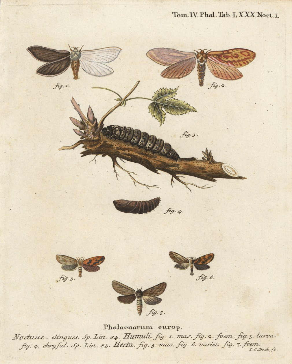 Ghost moth, Hepialus humuli 1-4, ja gold swift, Phymatopus hecta 5-7. Johann Carl Bockin käsinvärinen kuparikaiverrus Eugenius Johann Christoph Esperin Die Schmetterlingen mukaan Abbildungen nach der Natur, Erlangen tekijältä Johann Carl Bock