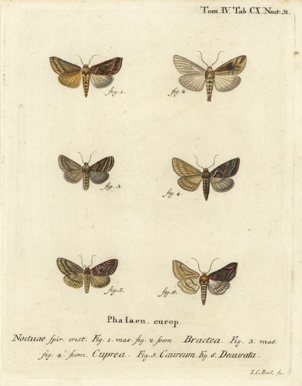 Kultakivi, Autographa bractea 1,2, Euchalcia modestoides 3,4, Lamprotes c-aureum 5 ja Panchrysia deaurata 6. Johann Carl Bockin käsinvärinen kuparikaiverrus Eugenius Johann Christoph Esperin Perhoset luonnossa kuvissa tekijältä Johann Carl Bock