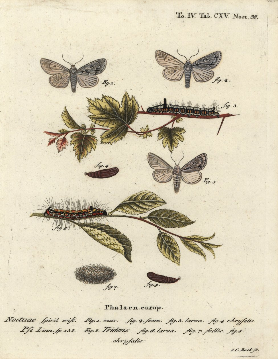 Harmaa tikari, Acronicta psi 1-4 ja tumma tikari, Acronicta tridens 5-8. Johann Carl Bockin käsinvärinen kuparikaiverrus Eugenius Johann Christoph Esperin Perhoset kuvituksessa luonnosta, Erlangen tekijältä Johann Carl Bock