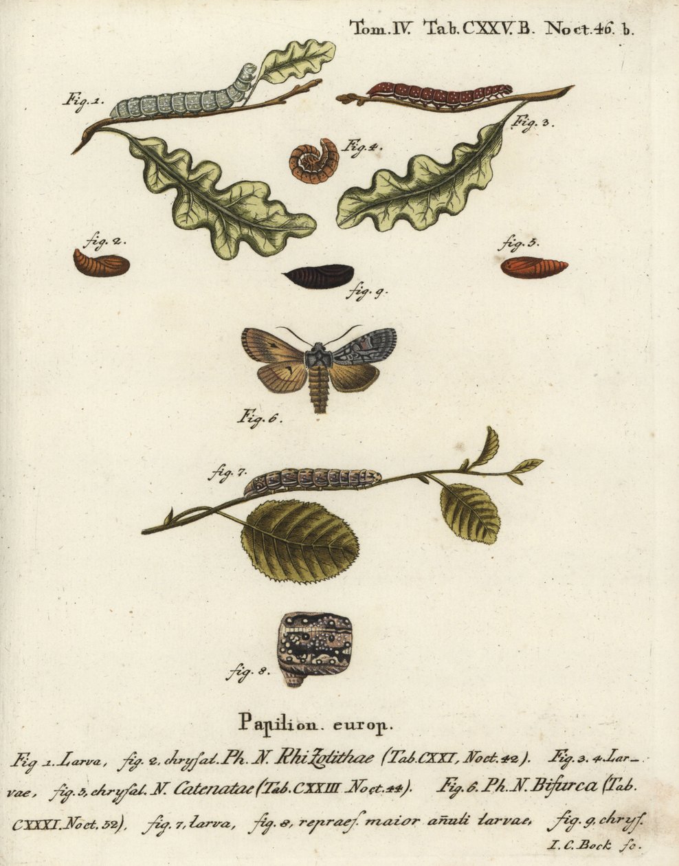 Harmaa lapasolmu, Lithophane ornitopus 1,2, röyhelöinen kastanja, Agrochola helvola 3-5, konformisti, Lithophane furcifera 6-9. Johann Carl Bockin käsinvärinen kuparikaiverrus Eugenius Johann Christoph Esperin Die Schmetterlingen mukaan Abbildungen n. tekijältä Johann Carl Bock