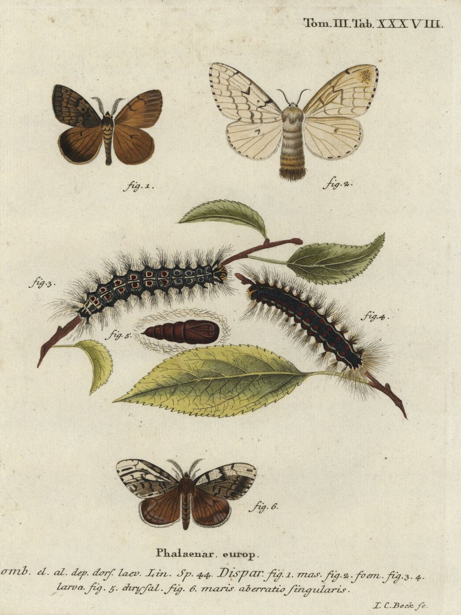 Mustalaiskoi, Lymantria dispar. tekijältä Johann Carl Bock