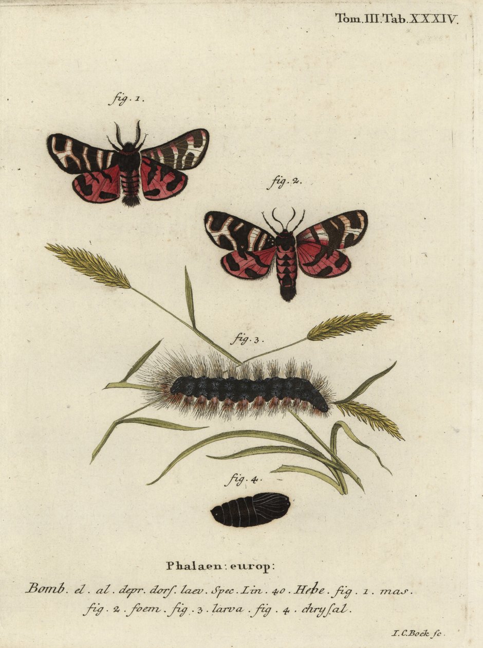Hebe-tiikeriperho, Arctia festiva. tekijältä Johann Carl Bock