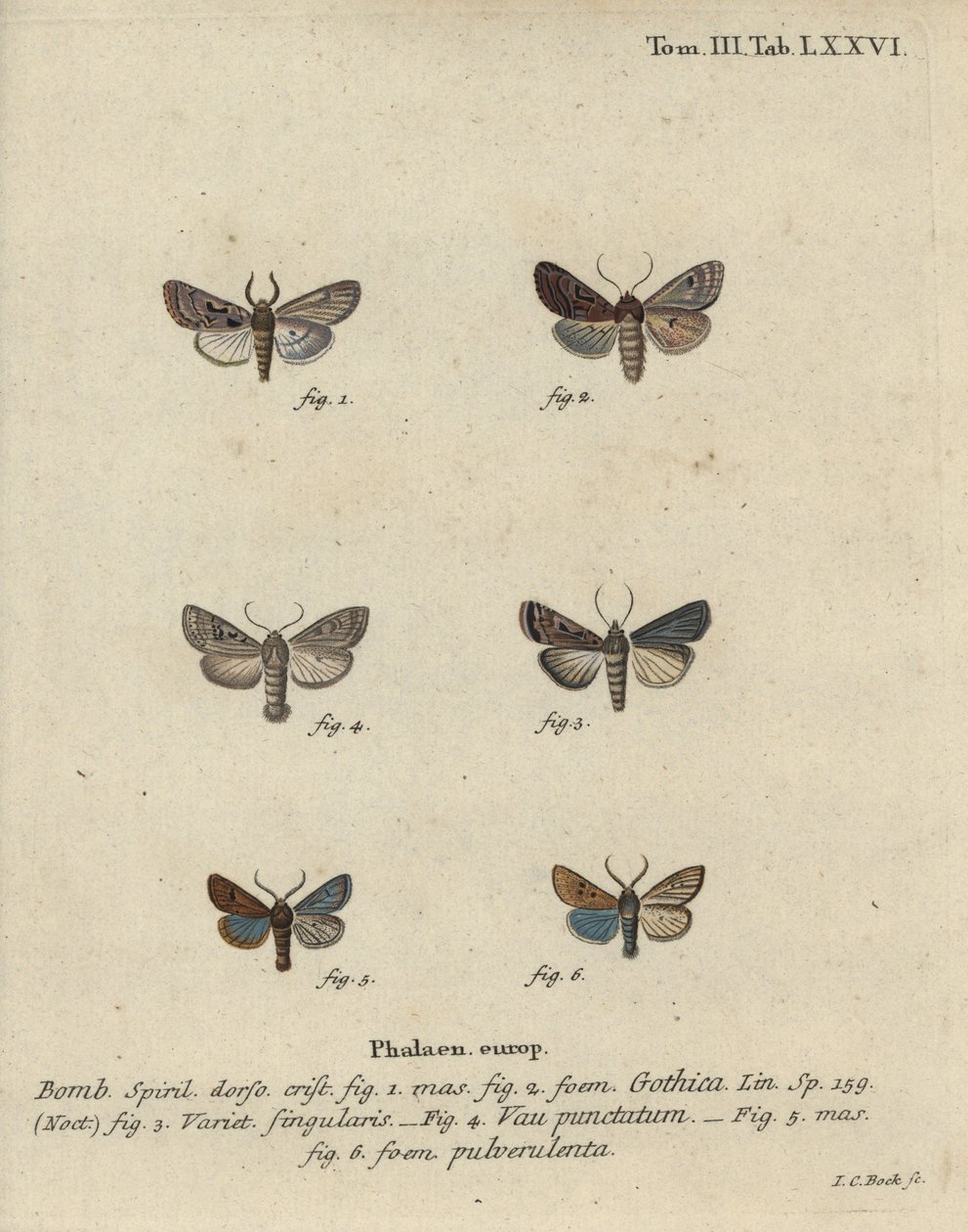 Caràcter hebreu, castanyer de taques negres, arna quàquer petita, etc. finlandès tekijältä Johann Carl Bock