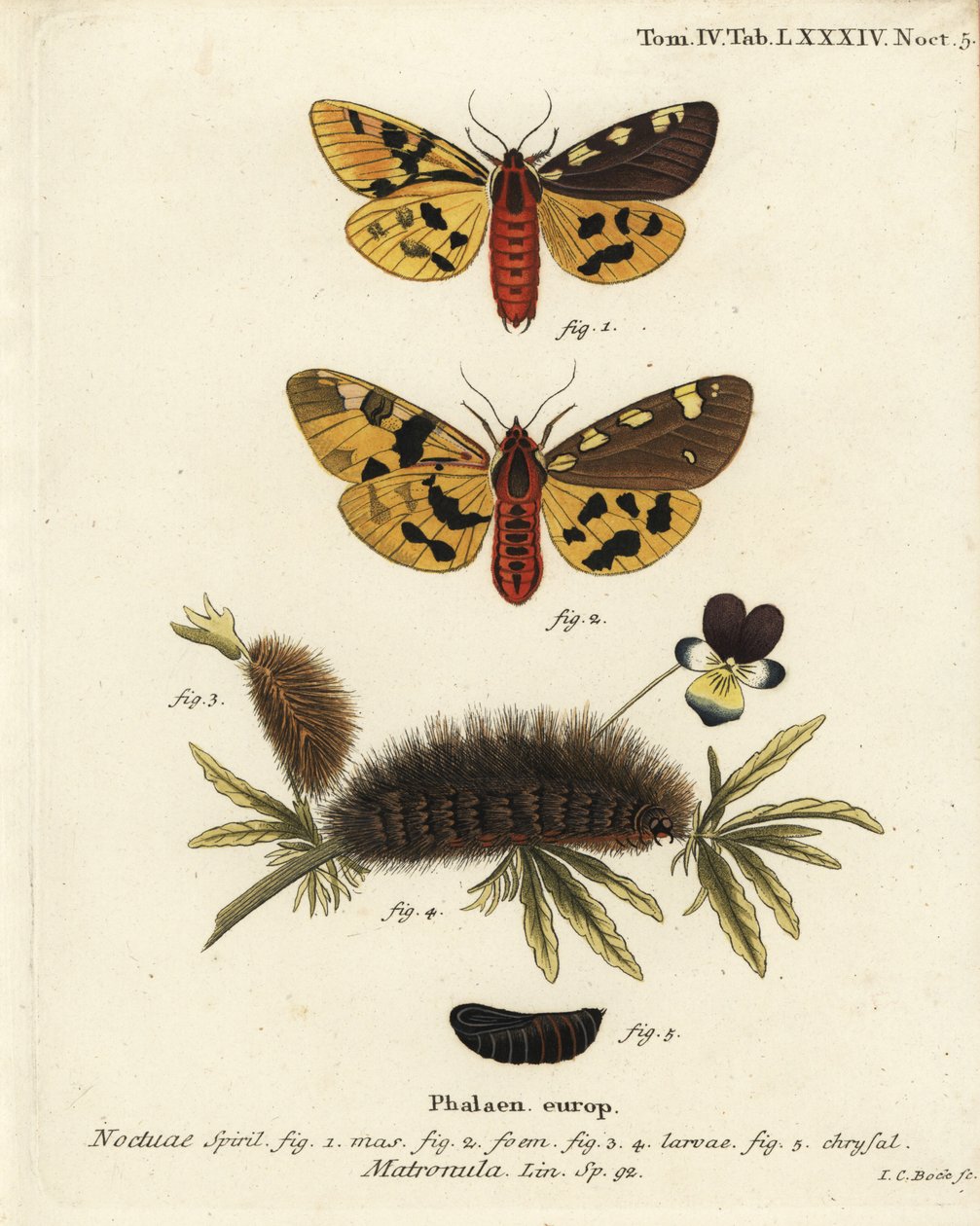 Suuri tiikerikoi, uros ja naaras, Pericallia matronula. Johann Carl Bockin käsinvärinen kuparikaiverrus Eugenius Johann Christoph Esperin Perhoset kuvituksessa luonnosta, Erlangen tekijältä Johann Carl Bock