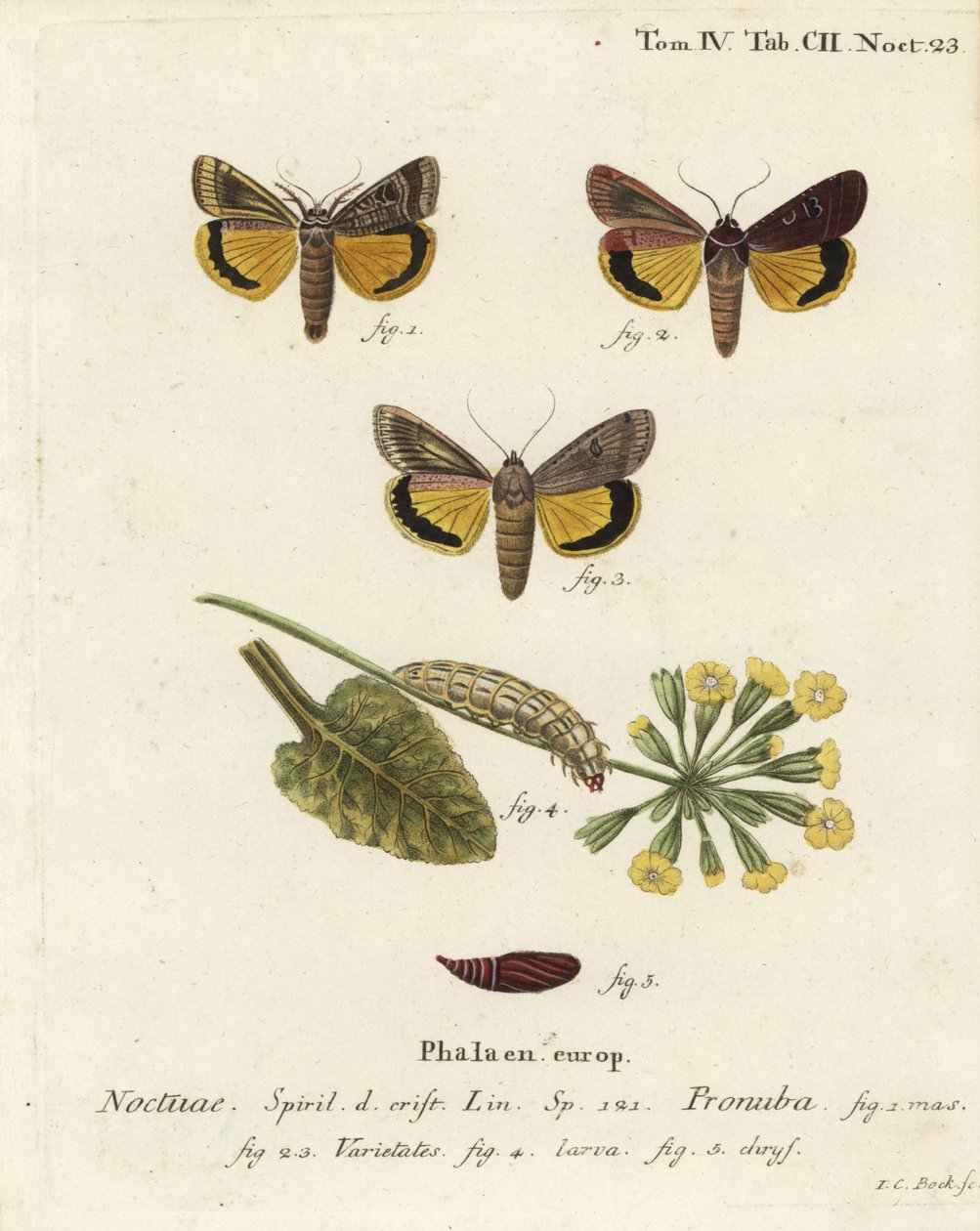 Suuri keltainen alussiipi, Noctua pronuba ja lajikkeet. Johann Carl Bockin käsinvärinen kuparikaiverrus Eugenius Johann Christoph Esperin Perhoset kuvituksessa luonnosta, Erlangen tekijältä Johann Carl Bock