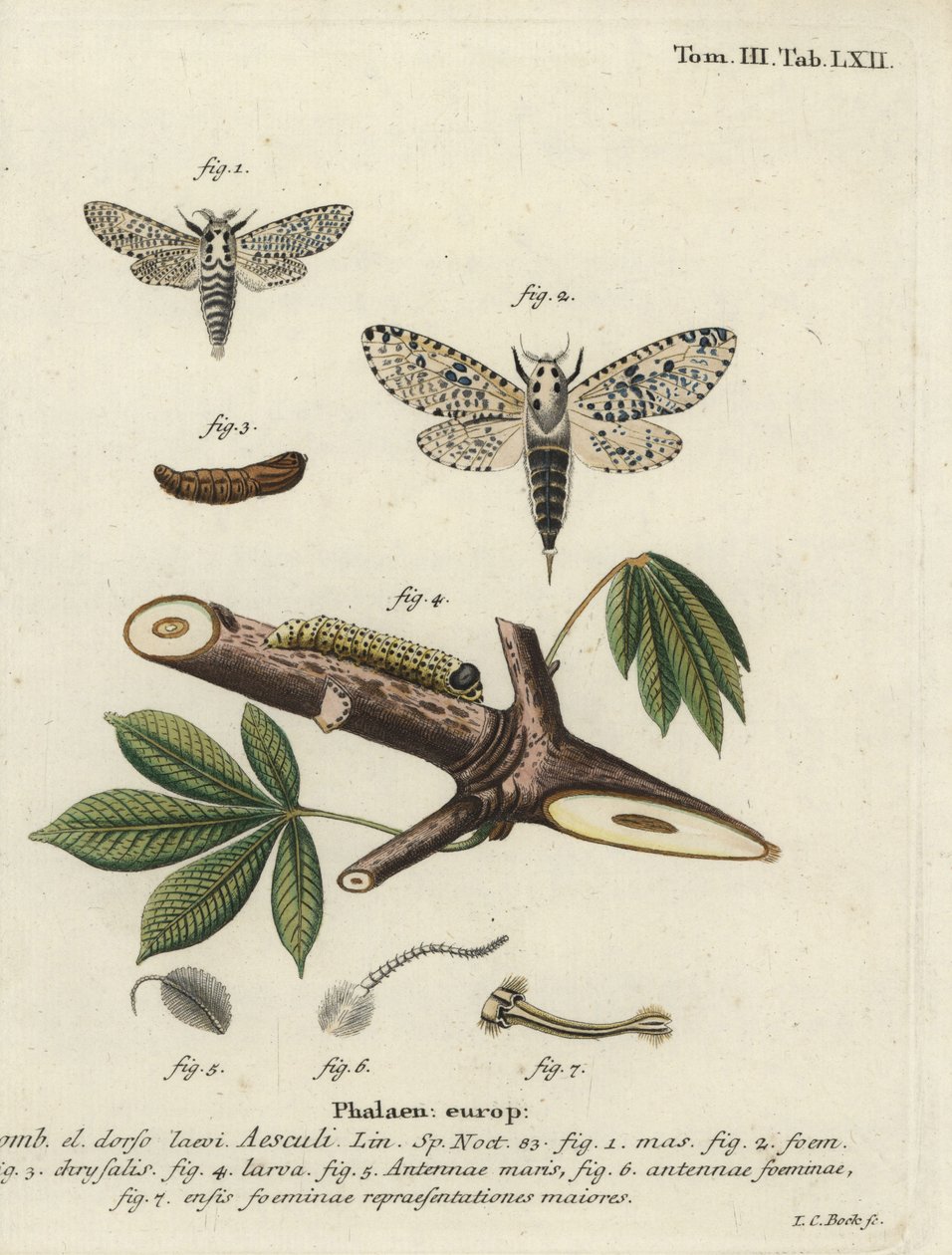 Leopardikoi, Zeusera-ydin. tekijältä Johann Carl Bock